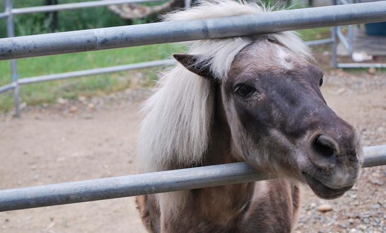 Folsom City Zoo Sanctuary Day Trip