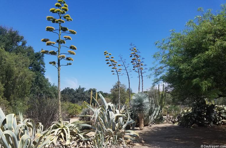 Fullerton Arboretum