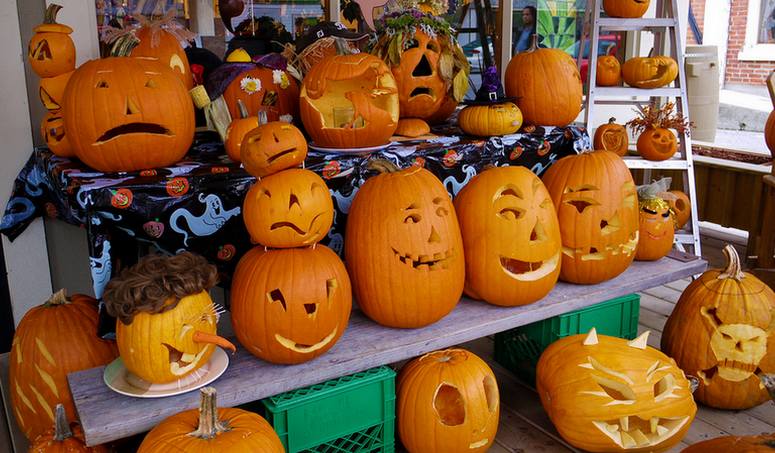 Halloween Pumpkins Knotts