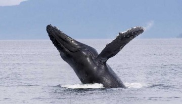 Long Beach Whale Watching