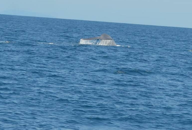 Harbor Breeze Whale Watching Long Beach CA