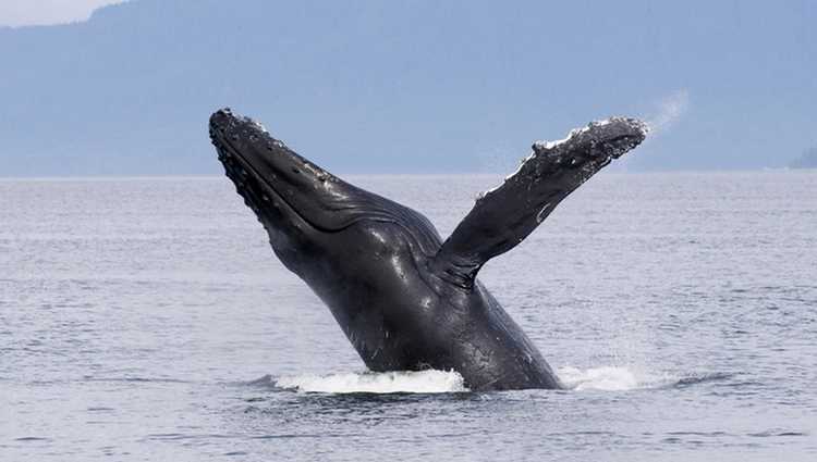 Long Beach Whale Watching