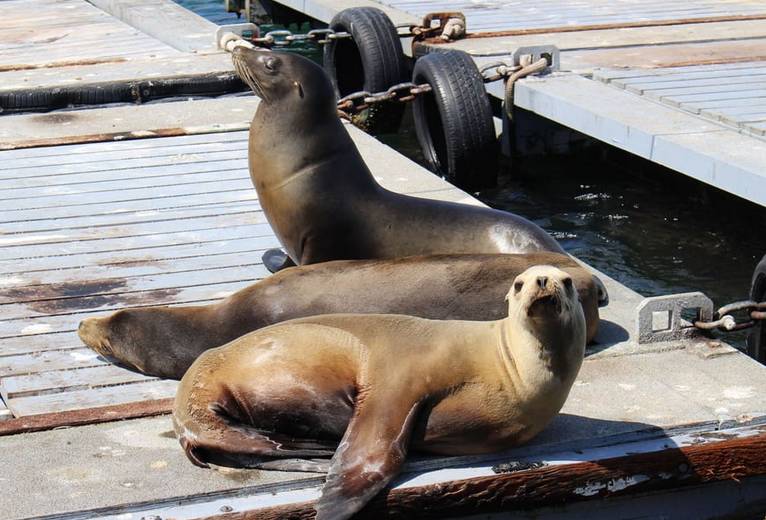 San Diego SEAL Amphibious Sightseeing Tour