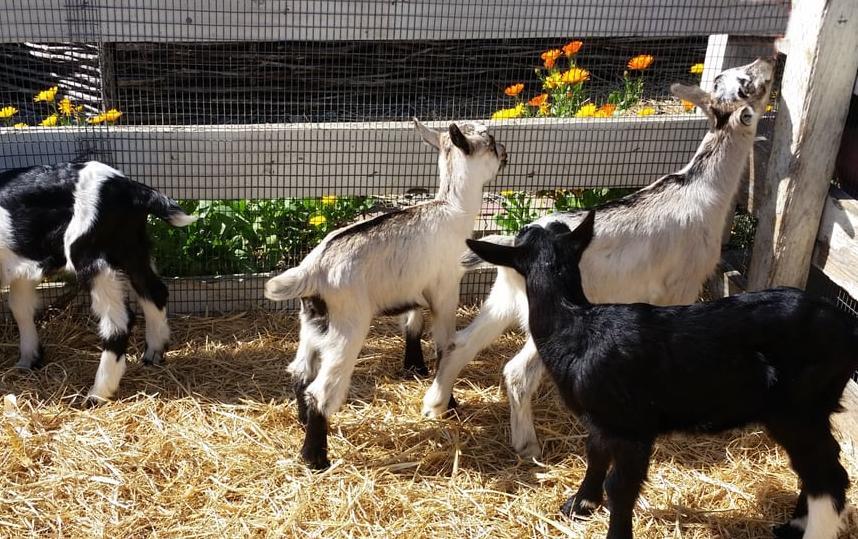 Harley Farms Goat Dairy Pescadero