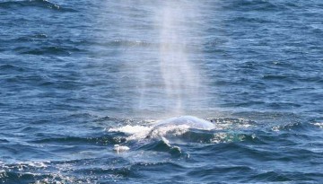 Helgren's Sportfishing Whale Watching Trips Oceanside