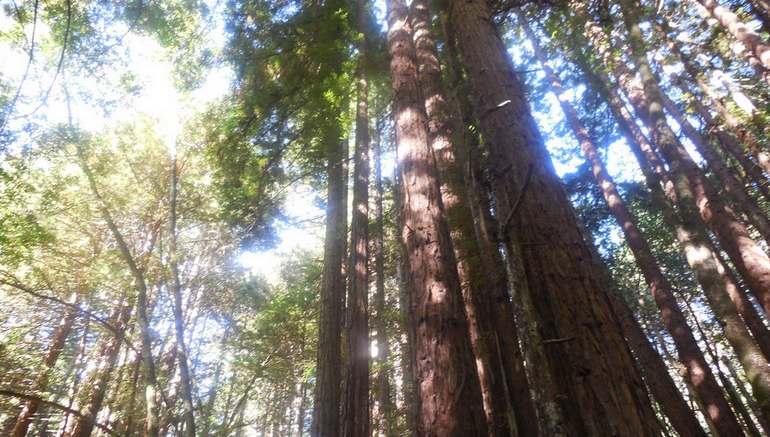 Henry Cowell Redwoods