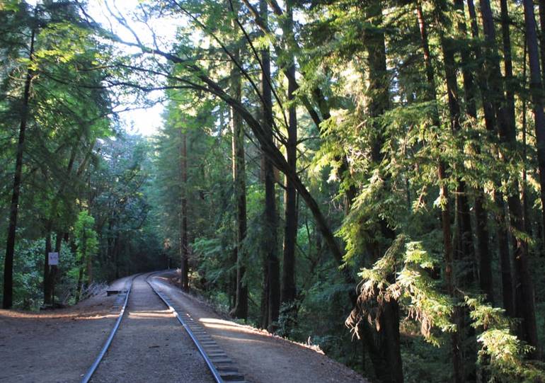 Henry Cowell Redwoods State Park