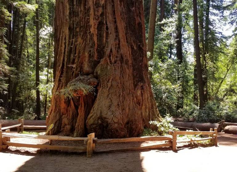 Henry Cowell Redwoods State Park