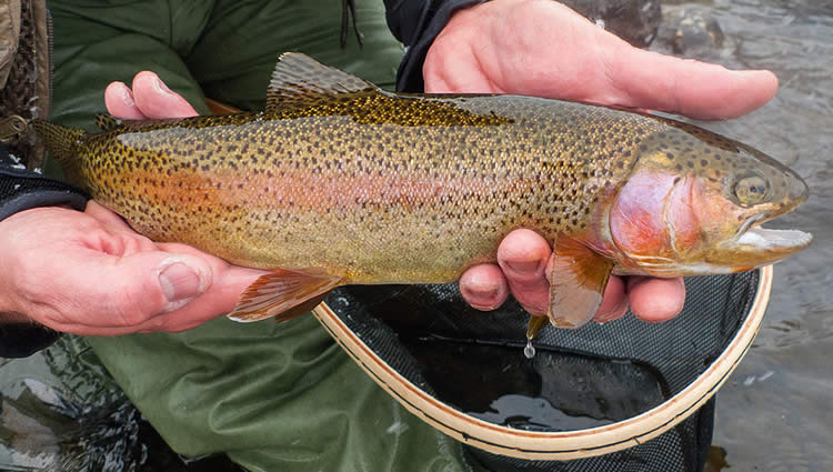 California High Sierra Trout Fisihng