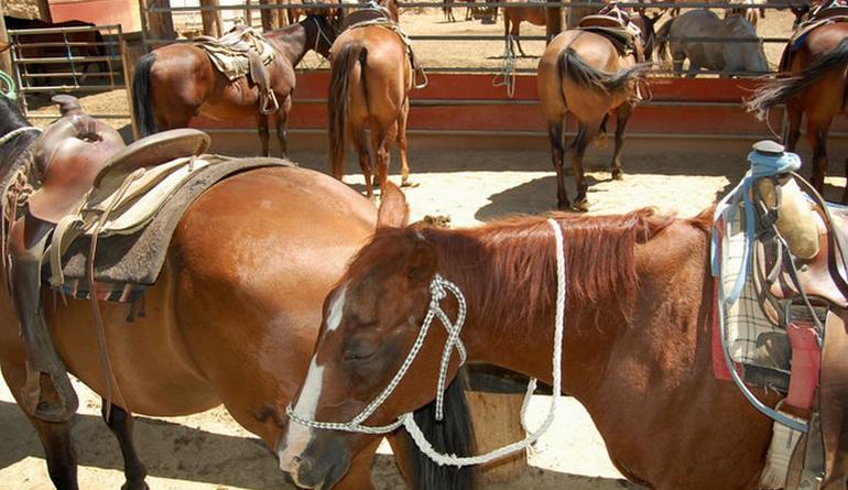 Saddle Up Sunset Ranch