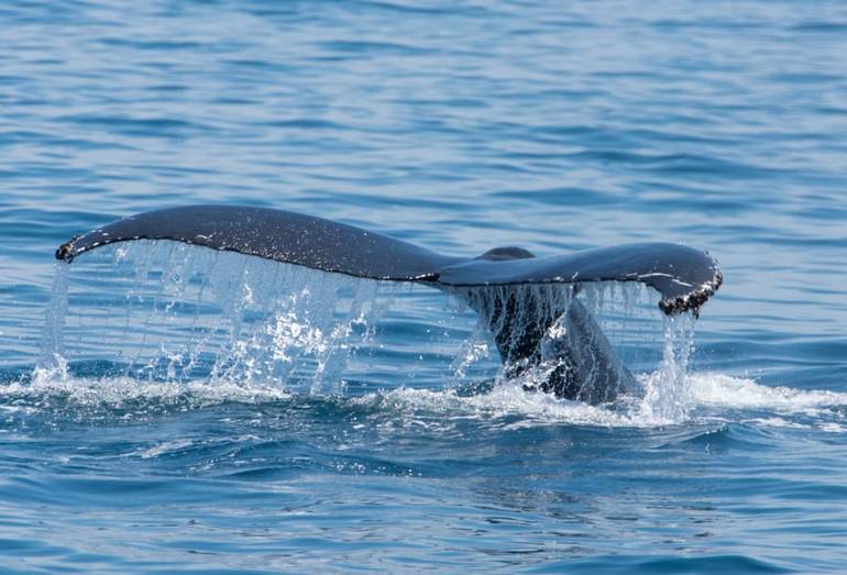 Humpback Whale near Channel Islands California