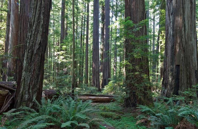 Avenue of the Giants Humboldt Redwoods