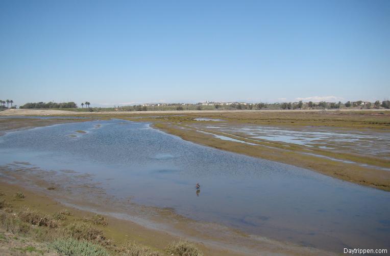 Bolsa Chica Wetlands Huntington Beach