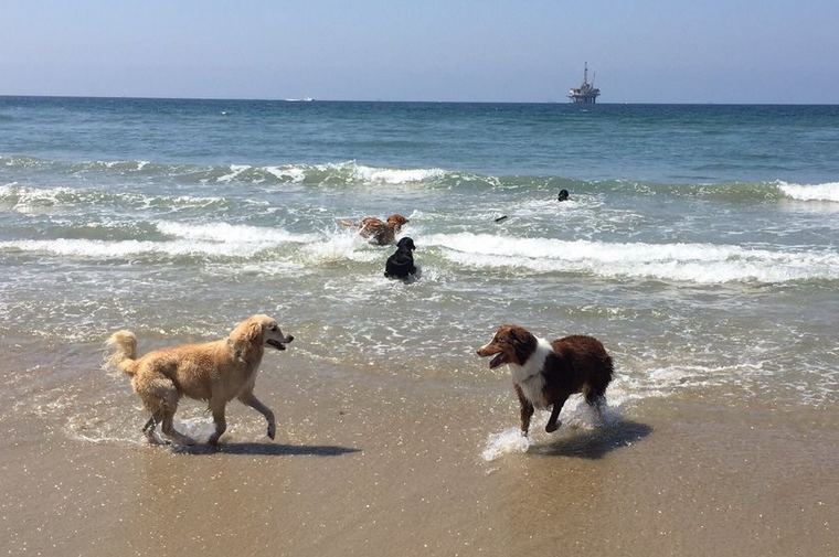 Huntington Dog Beach