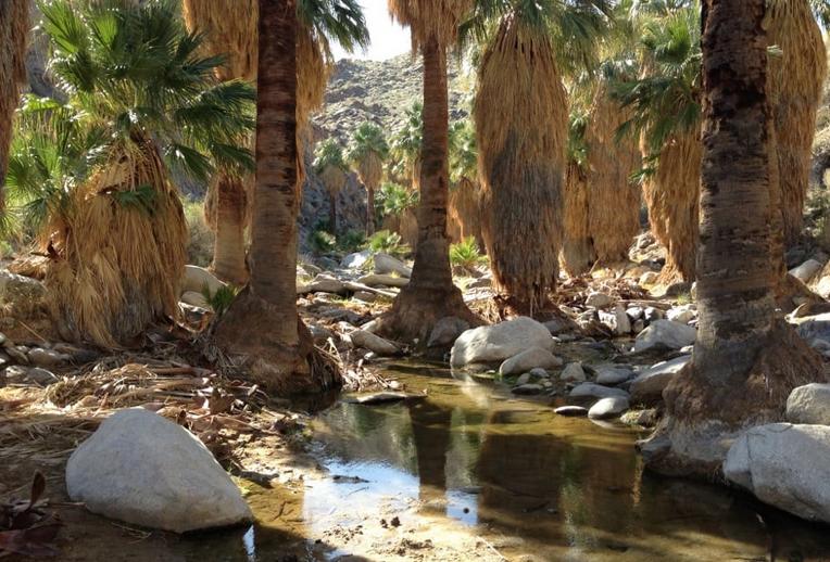 Indian Canyons Palm Springs