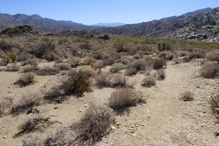 Indian Canyons Palm Springs