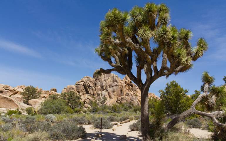 Joshua Tree National Park Day Trip