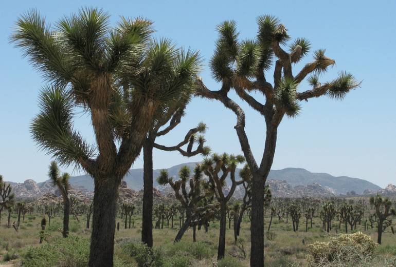 Joshua tree Mojave National Preserve