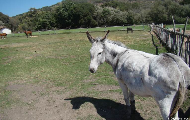 La Purisima Mission burros