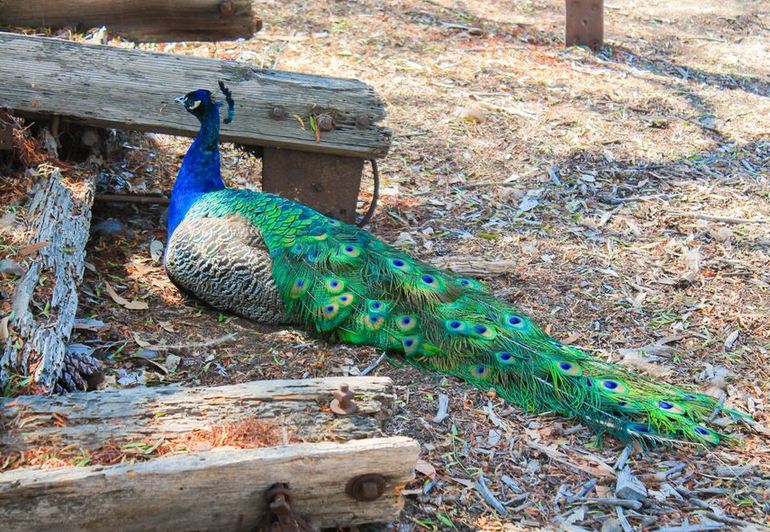 Peafowl are Everywhere