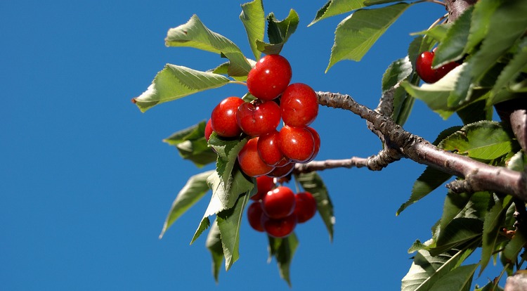 Leona Valley Day Trip Where to Pick Cherries