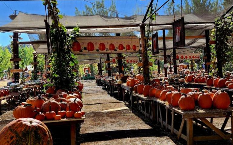 Pumpkin Patch Redlands