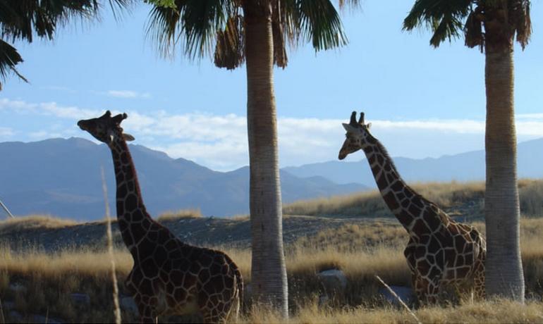 Living Desert Zoo