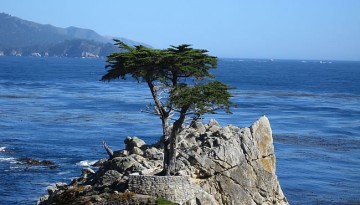 Monterey Bay Day Trip