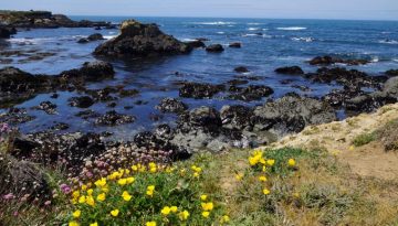 Mendocino County Day Trips