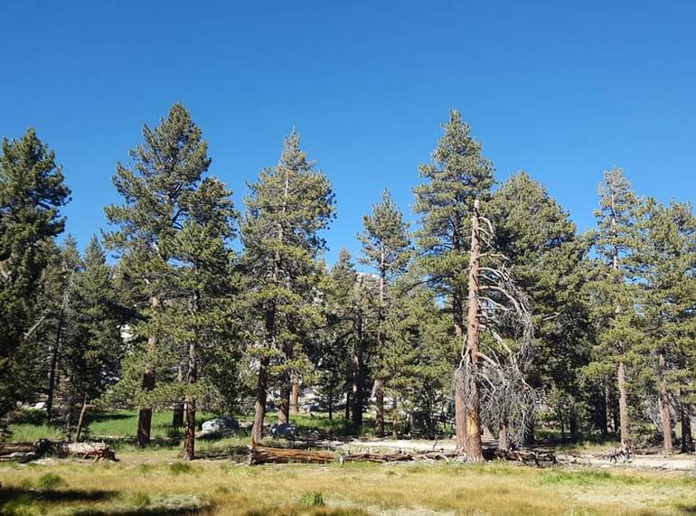 Mount Jacinto State Park