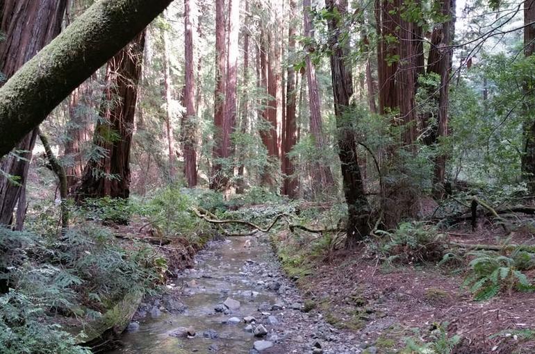 Muir Woods National Monument