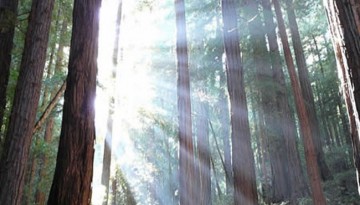 Muir Woods Day Trip