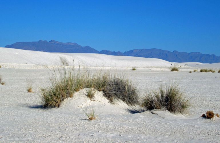 New Mexico Dunes