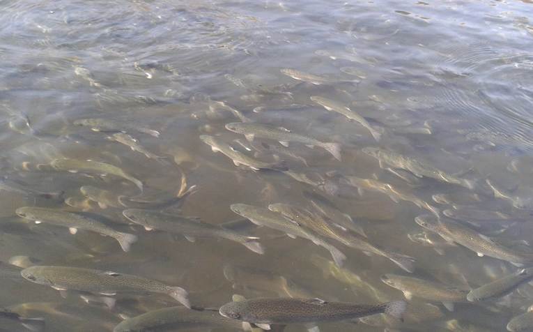 Nimbus Fish Hatchery