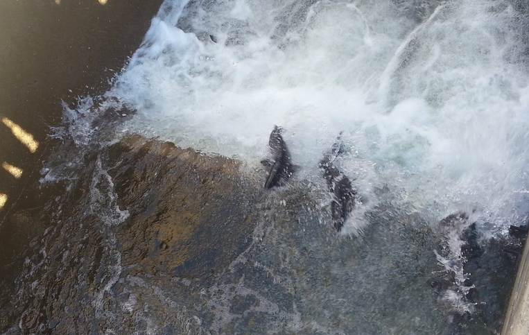 Nimbus Fish Hatchery