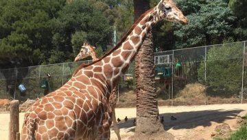 Oakland Zoo Kids Birthday Parties