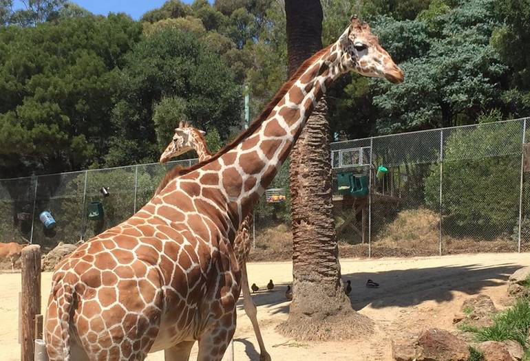 Oakland Zoo Kids Birthday Parties