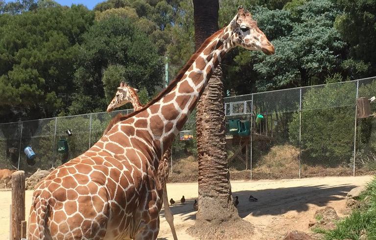 Oakland Zoo