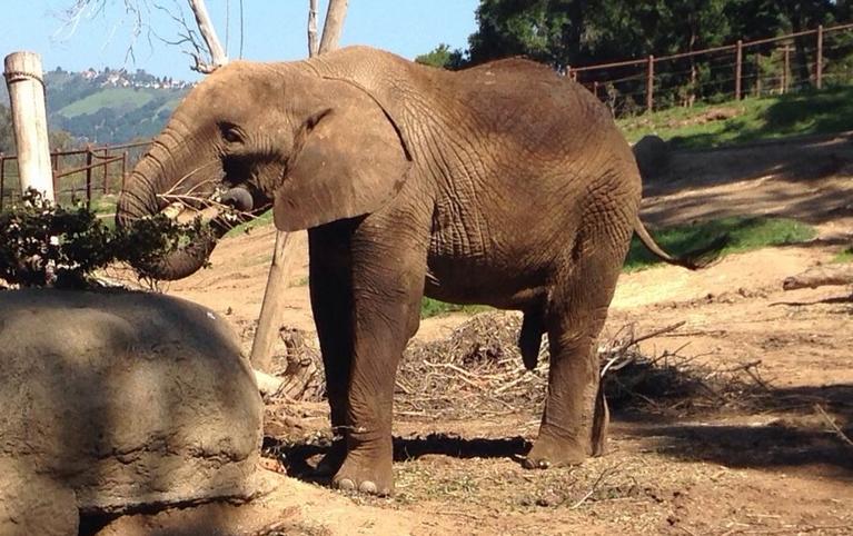 Oakland Zoo