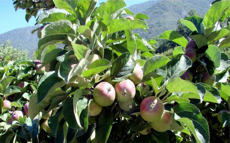 Oak Glen California U-Pick Apple Orchards