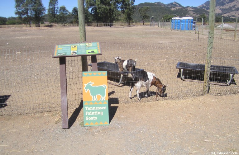  Fainting Goats