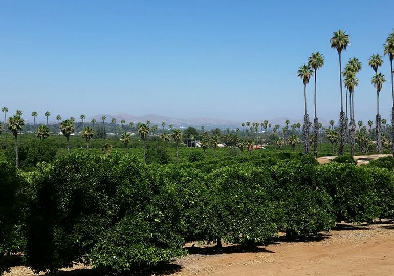 Orange Groves Riverside California