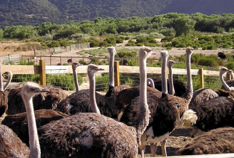 Ostrich Land Buellton