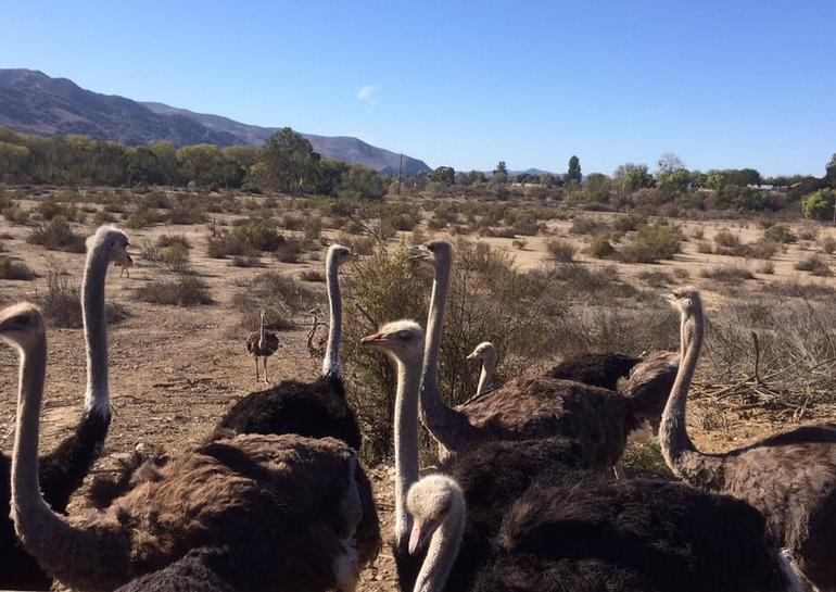 OstrichLand USA Buellton CA