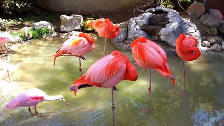 Charles Paddock Zoo