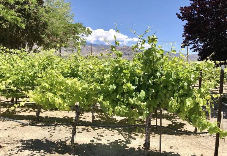 Pahrump Valley Winery 