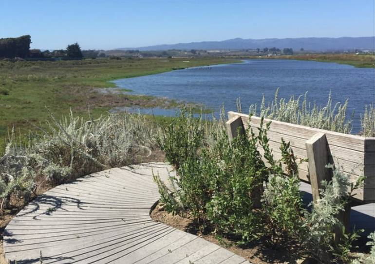 Pajaro River Wetlands