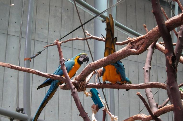 California Academy of Sciences