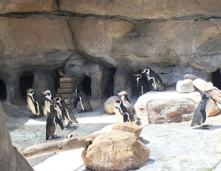 Penguin Enclosure