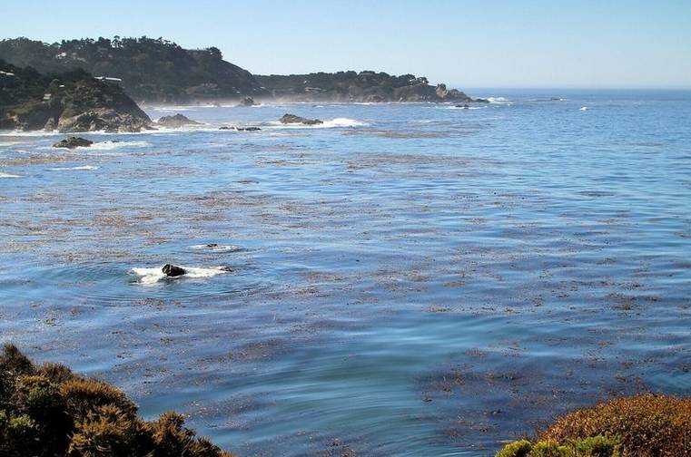 Point Lobos State Natural Reserve